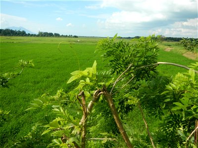 Paddy fields, grasslands, fishponds, irrigation, Kangkung (Ipomoea aquatica) and trees (Lapnit & Calasag, San Ildefonso, Bulacan Farm to Market Road) Barangays  Lapnit 15°4'42"N   120°56'10"E Cala