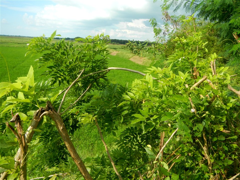 Paddy fields, grasslands, fishponds, irrigation, Kangkung (Ipomoea aquatica) and trees (Lapnit & Calasag, San Ildefonso, Bulacan Farm to Market Road) Barangays  Lapnit 15°4'42"N   120°56'10"E Cala