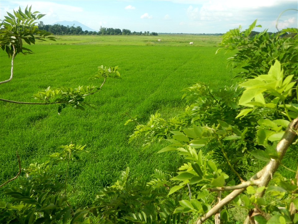 Paddy fields, grasslands, fishponds, irrigation, Kangkung (Ipomoea aquatica) and trees (Lapnit & Calasag, San Ildefonso, Bulacan Farm to Market Road) Barangays  Lapnit 15°4'42"N   120°56'10"E Cala