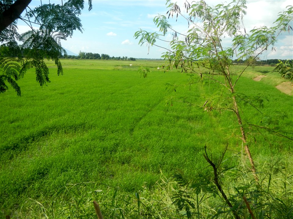 Paddy fields, grasslands, fishponds, irrigation, Kangkung (Ipomoea aquatica) and trees (Lapnit & Calasag, San Ildefonso, Bulacan Farm to Market Road) Barangays  Lapnit 15°4'42"N   120°56'10"E Cala