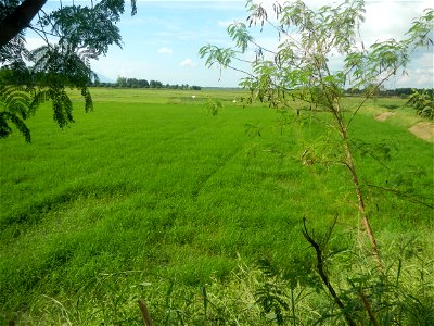 Paddy fields, grasslands, fishponds, irrigation, Kangkung (Ipomoea aquatica) and trees (Lapnit & Calasag, San Ildefonso, Bulacan Farm to Market Road) Barangays  Lapnit 15°4'42"N   120°56'10"E Cala