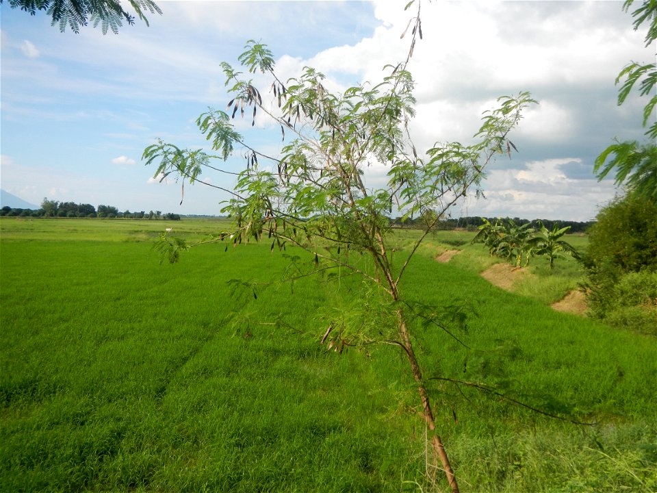 Paddy fields, grasslands, fishponds, irrigation, Kangkung (Ipomoea aquatica) and trees (Lapnit & Calasag, San Ildefonso, Bulacan Farm to Market Road) Barangays  Lapnit 15°4'42"N   120°56'10"E Cala