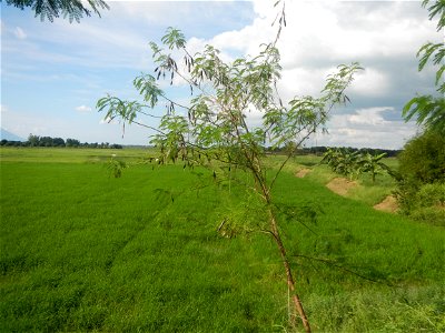 Paddy fields, grasslands, fishponds, irrigation, Kangkung (Ipomoea aquatica) and trees (Lapnit & Calasag, San Ildefonso, Bulacan Farm to Market Road) Barangays  Lapnit 15°4'42"N   120°56'10"E Cala