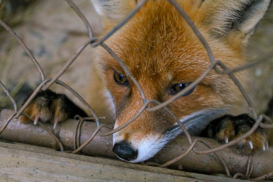 Wild beast forest animal