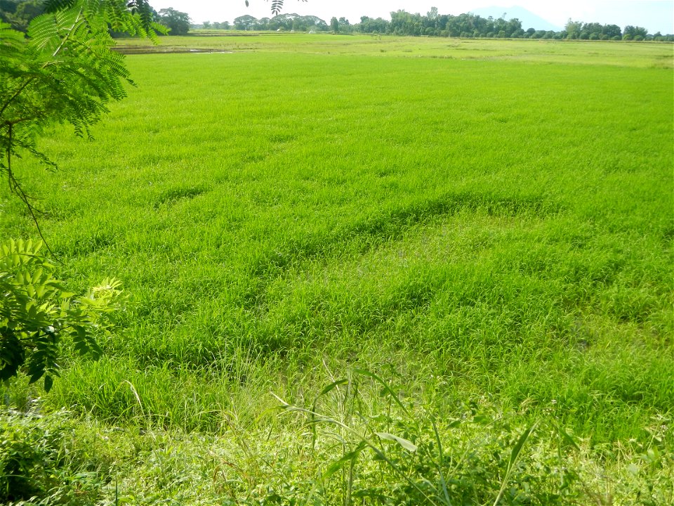 Paddy fields, grasslands, fishponds, irrigation, Kangkung (Ipomoea aquatica) and trees (Lapnit & Calasag, San Ildefonso, Bulacan Farm to Market Road) Barangays  Lapnit 15°4'42"N   120°56'10"E Cala