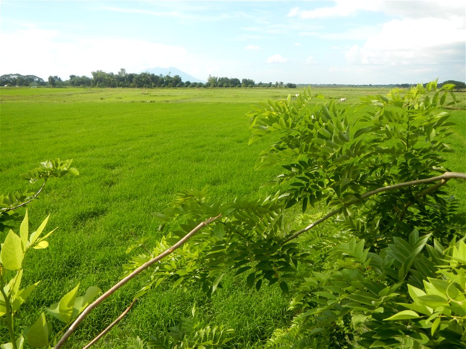Paddy fields, grasslands, fishponds, irrigation, Kangkung (Ipomoea aquatica) and trees (Lapnit & Calasag, San Ildefonso, Bulacan Farm to Market Road) Barangays  Lapnit 15°4'42"N   120°56'10"E Cala