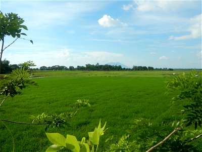 Paddy fields, grasslands, fishponds, irrigation, Kangkung (Ipomoea aquatica) and trees (Lapnit & Calasag, San Ildefonso, Bulacan Farm to Market Road) Barangays  Lapnit 15°4'42"N   120°56'10"E Cala