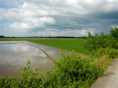 Paddy fields, grasslands, fishponds, irrigation, Kangkung (Ipomoea aquatica) and trees (Lapnit & Calasag, San Ildefonso, Bulacan Farm to Market Road) Barangays  Lapnit 15°4'42"N   120°56'10"E Cala