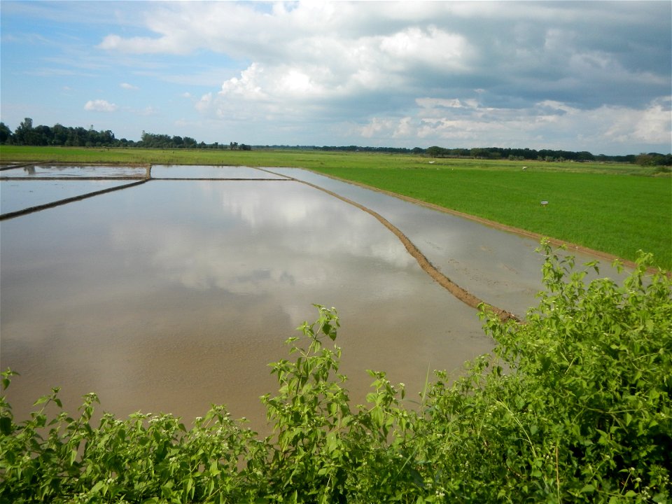 Paddy fields, grasslands, fishponds, irrigation, Kangkung (Ipomoea aquatica) and trees (Lapnit & Calasag, San Ildefonso, Bulacan Farm to Market Road) Barangays  Lapnit 15°4'42"N   120°56'10"E Cala