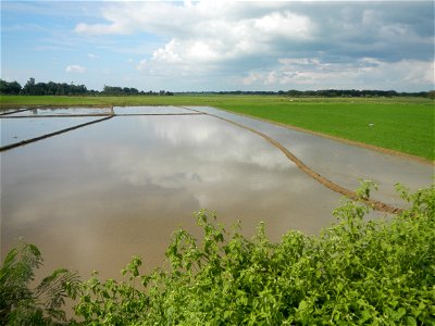 Paddy fields, grasslands, fishponds, irrigation, Kangkung (Ipomoea aquatica) and trees (Lapnit & Calasag, San Ildefonso, Bulacan Farm to Market Road) Barangays  Lapnit 15°4'42"N   120°56'10"E Cala