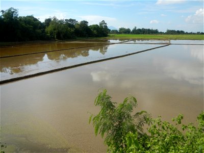 Paddy fields, grasslands, fishponds, irrigation, Kangkung (Ipomoea aquatica) and trees (Lapnit & Calasag, San Ildefonso, Bulacan Farm to Market Road) Barangays  Lapnit 15°4'42"N   120°56'10"E Cala