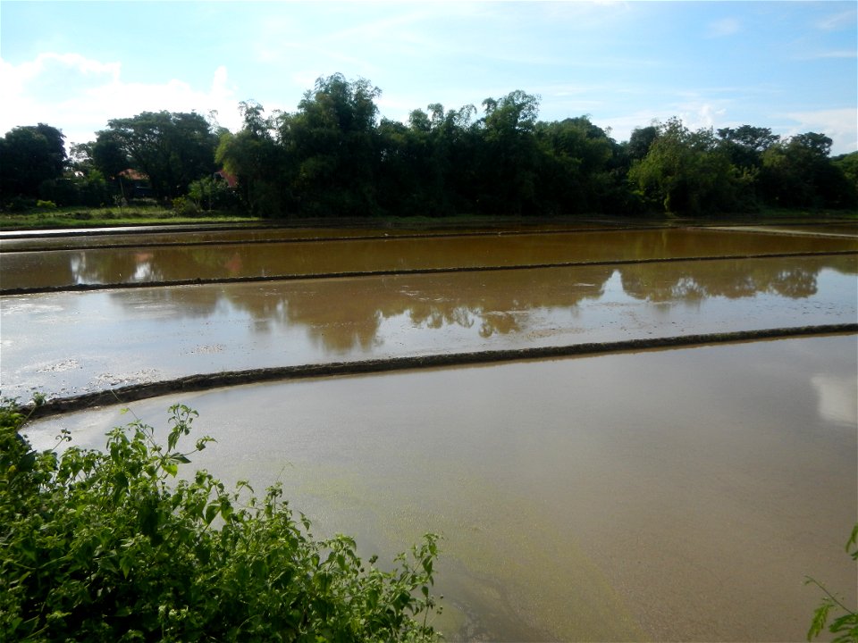 Paddy fields, grasslands, fishponds, irrigation, Kangkung (Ipomoea aquatica) and trees (Lapnit & Calasag, San Ildefonso, Bulacan Farm to Market Road) Barangays  Lapnit 15°4'42"N   120°56'10"E Cala