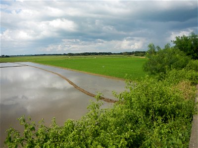 Paddy fields, grasslands, fishponds, irrigation, Kangkung (Ipomoea aquatica) and trees (Lapnit & Calasag, San Ildefonso, Bulacan Farm to Market Road) Barangays  Lapnit 15°4'42"N   120°56'10"E Cala