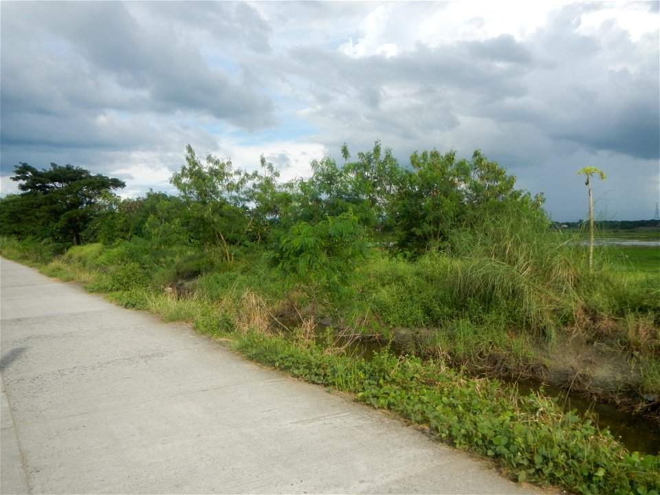 Paddy fields, grasslands, fishponds, irrigation, Kangkung (Ipomoea aquatica) and trees (Lapnit & Calasag, San Ildefonso, Bulacan Farm to Market Road) Barangays  Lapnit 15°4'42"N   120°56'10"E Cala