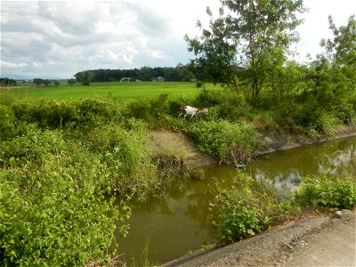 Paddy fields, grasslands, fishponds, irrigation, Kangkung (Ipomoea aquatica) and trees (Lapnit & Calasag, San Ildefonso, Bulacan Farm to Market Road) Barangays  Lapnit 15°4'42"N   120°56'10"E Cala