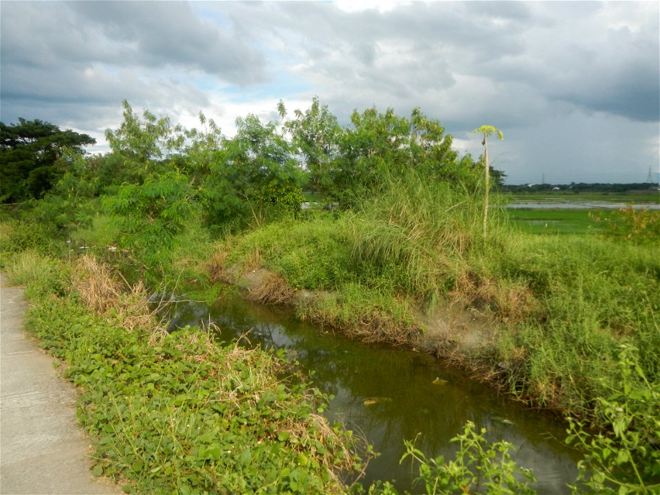 Paddy fields, grasslands, fishponds, irrigation, Kangkung (Ipomoea aquatica) and trees (Lapnit & Calasag, San Ildefonso, Bulacan Farm to Market Road) Barangays  Lapnit 15°4'42"N   120°56'10"E Cala