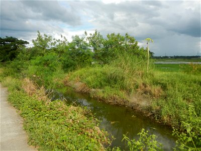 Paddy fields, grasslands, fishponds, irrigation, Kangkung (Ipomoea aquatica) and trees (Lapnit & Calasag, San Ildefonso, Bulacan Farm to Market Road) Barangays  Lapnit 15°4'42"N   120°56'10"E Cala
