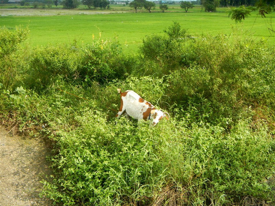 Paddy fields, grasslands, fishponds, irrigation, Kangkung (Ipomoea aquatica) and trees (Lapnit & Calasag, San Ildefonso, Bulacan Farm to Market Road) Barangays  Lapnit 15°4'42"N   120°56'10"E Cala