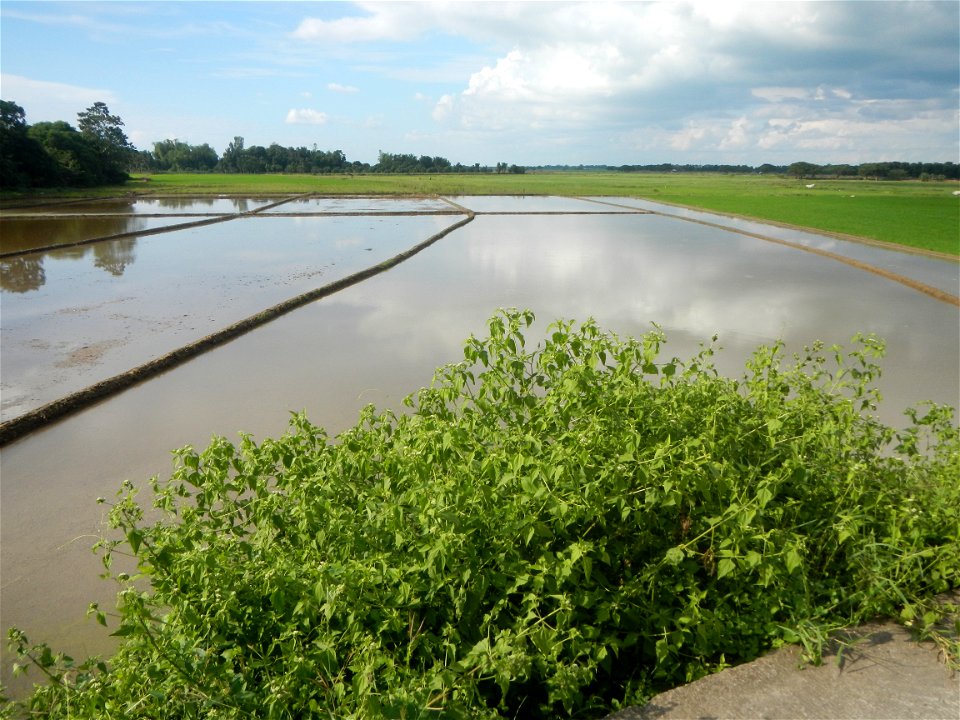 Paddy fields, grasslands, fishponds, irrigation, Kangkung (Ipomoea aquatica) and trees (Lapnit & Calasag, San Ildefonso, Bulacan Farm to Market Road) Barangays  Lapnit 15°4'42"N   120°56'10"E Cala