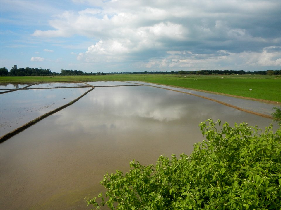 Paddy fields, grasslands, fishponds, irrigation, Kangkung (Ipomoea aquatica) and trees (Lapnit & Calasag, San Ildefonso, Bulacan Farm to Market Road) Barangays  Lapnit 15°4'42"N   120°56'10"E Cala