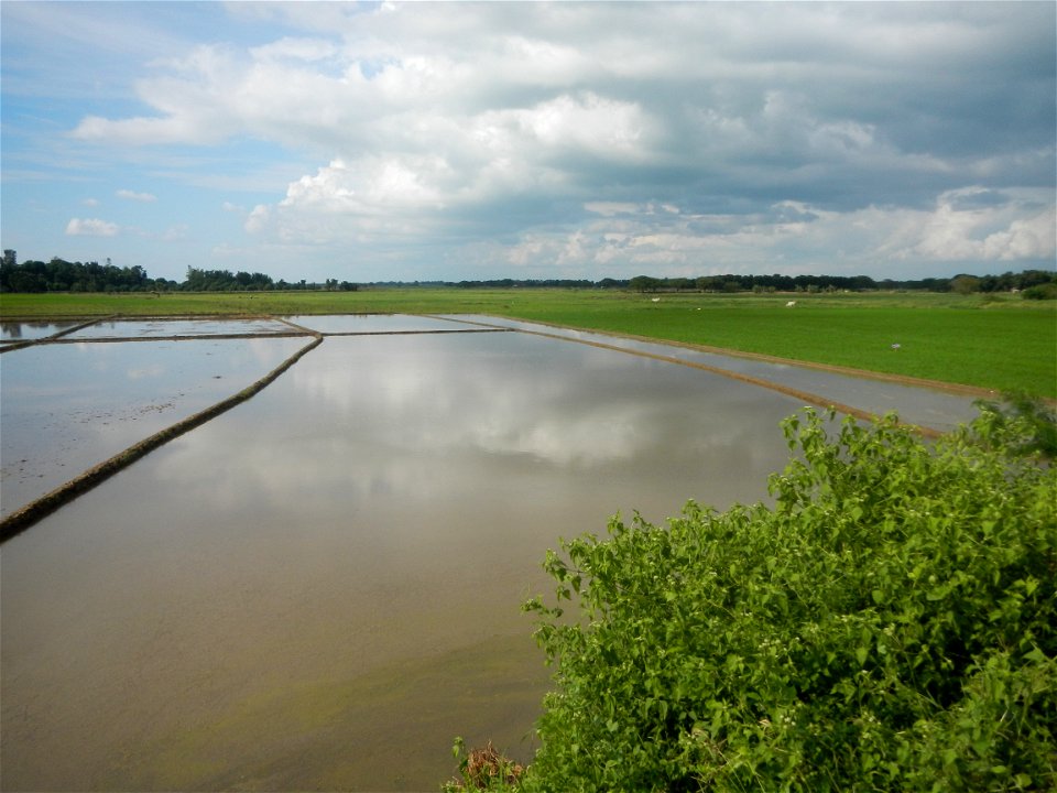 Paddy fields, grasslands, fishponds, irrigation, Kangkung (Ipomoea aquatica) and trees (Lapnit & Calasag, San Ildefonso, Bulacan Farm to Market Road) Barangays  Lapnit 15°4'42"N   120°56'10"E Cala