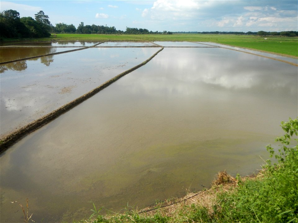 Paddy fields, grasslands, fishponds, irrigation, Kangkung (Ipomoea aquatica) and trees (Lapnit & Calasag, San Ildefonso, Bulacan Farm to Market Road) Barangays  Lapnit 15°4'42"N   120°56'10"E Cala