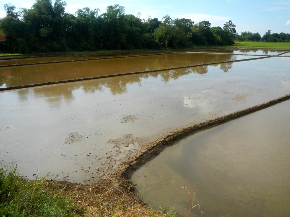 Paddy fields, grasslands, fishponds, irrigation, Kangkung (Ipomoea aquatica) and trees (Lapnit & Calasag, San Ildefonso, Bulacan Farm to Market Road) Barangays  Lapnit 15°4'42"N   120°56'10"E Cala