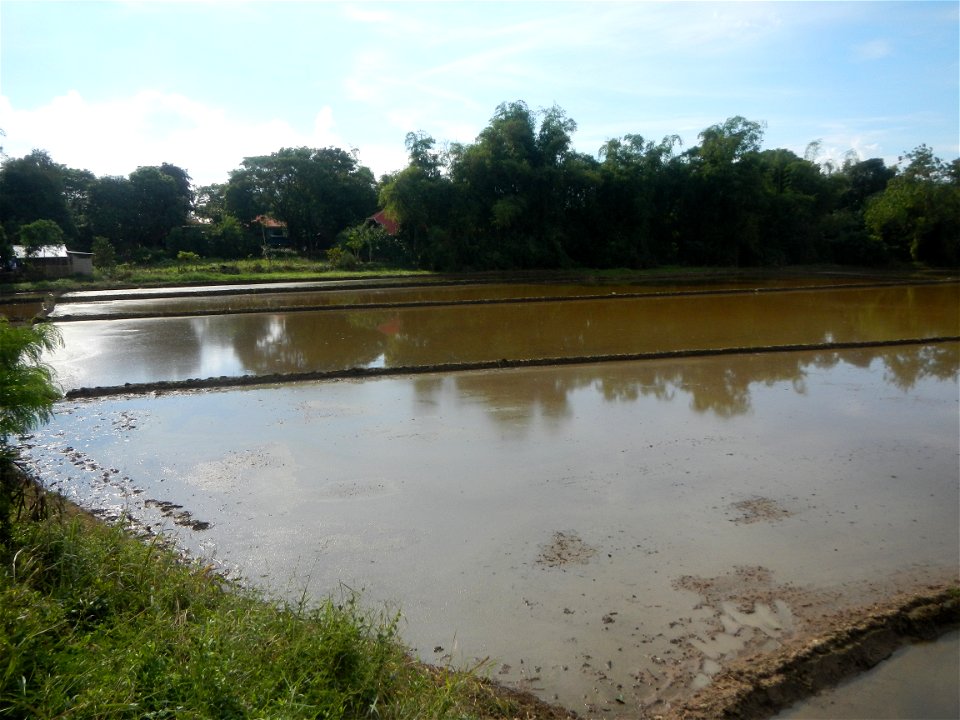 Paddy fields, grasslands, fishponds, irrigation, Kangkung (Ipomoea aquatica) and trees (Lapnit & Calasag, San Ildefonso, Bulacan Farm to Market Road) Barangays  Lapnit 15°4'42"N   120°56'10"E Cala