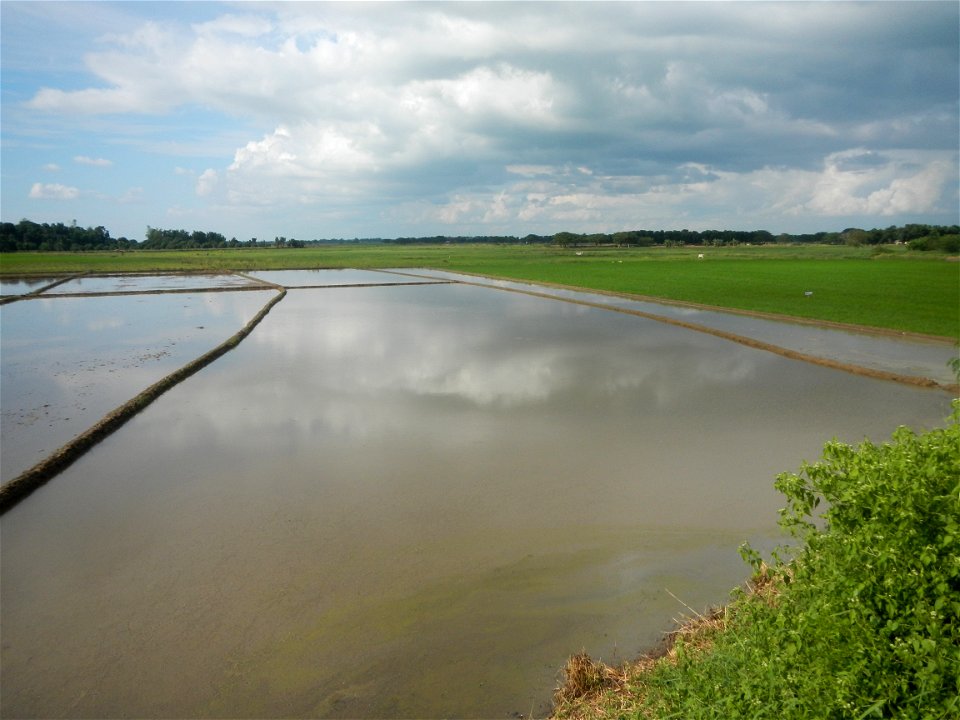 Paddy fields, grasslands, fishponds, irrigation, Kangkung (Ipomoea aquatica) and trees (Lapnit & Calasag, San Ildefonso, Bulacan Farm to Market Road) Barangays  Lapnit 15°4'42"N   120°56'10"E Cala