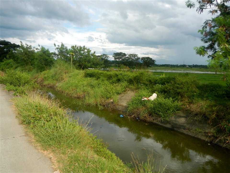 Paddy fields, grasslands, fishponds, irrigation, Kangkung (Ipomoea aquatica) and trees (Lapnit & Calasag, San Ildefonso, Bulacan Farm to Market Road) Barangays  Lapnit 15°4'42"N   120°56'10"E Cala