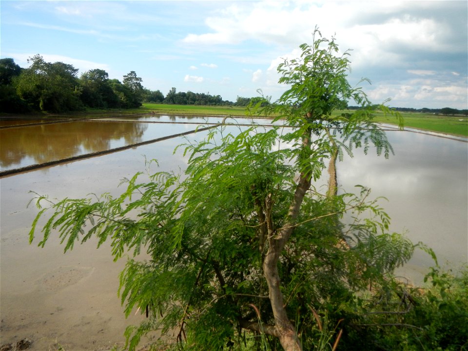 Paddy fields, grasslands, fishponds, irrigation, Kangkung (Ipomoea aquatica) and trees (Lapnit & Calasag, San Ildefonso, Bulacan Farm to Market Road) Barangays  Lapnit 15°4'42"N   120°56'10"E Cala