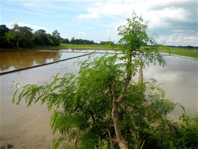Paddy fields, grasslands, fishponds, irrigation, Kangkung (Ipomoea aquatica) and trees (Lapnit & Calasag, San Ildefonso, Bulacan Farm to Market Road) Barangays  Lapnit 15°4'42"N   120°56'10"E Cala