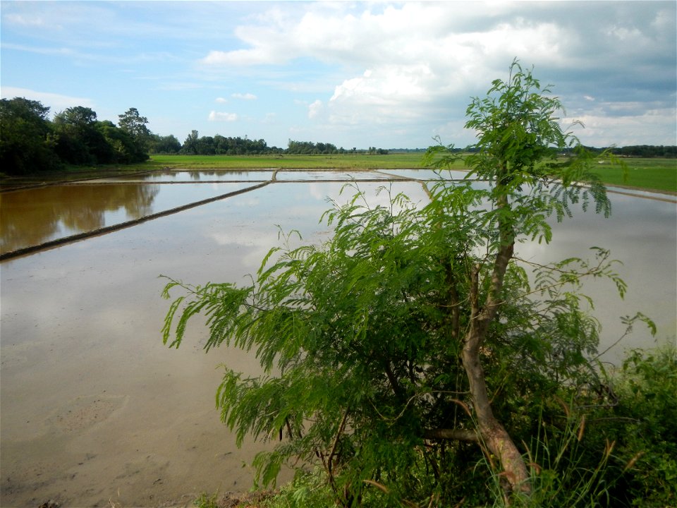 Paddy fields, grasslands, fishponds, irrigation, Kangkung (Ipomoea aquatica) and trees (Lapnit & Calasag, San Ildefonso, Bulacan Farm to Market Road) Barangays  Lapnit 15°4'42"N   120°56'10"E Cala