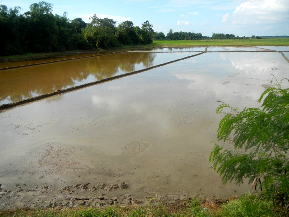 Paddy fields, grasslands, fishponds, irrigation, Kangkung (Ipomoea aquatica) and trees (Lapnit & Calasag, San Ildefonso, Bulacan Farm to Market Road) Barangays  Lapnit 15°4'42"N   120°56'10"E Cala