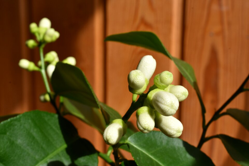 Bloom the buds white