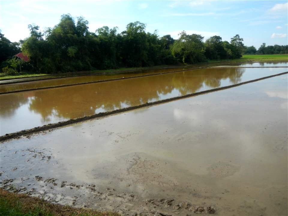 Paddy fields, grasslands, fishponds, irrigation, Kangkung (Ipomoea aquatica) and trees (Lapnit & Calasag, San Ildefonso, Bulacan Farm to Market Road) Barangays  Lapnit 15°4'42"N   120°56'10"E Cala