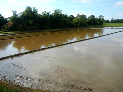 Paddy fields, grasslands, fishponds, irrigation, Kangkung (Ipomoea aquatica) and trees (Lapnit & Calasag, San Ildefonso, Bulacan Farm to Market Road) Barangays  Lapnit 15°4'42"N   120°56'10"E Cala