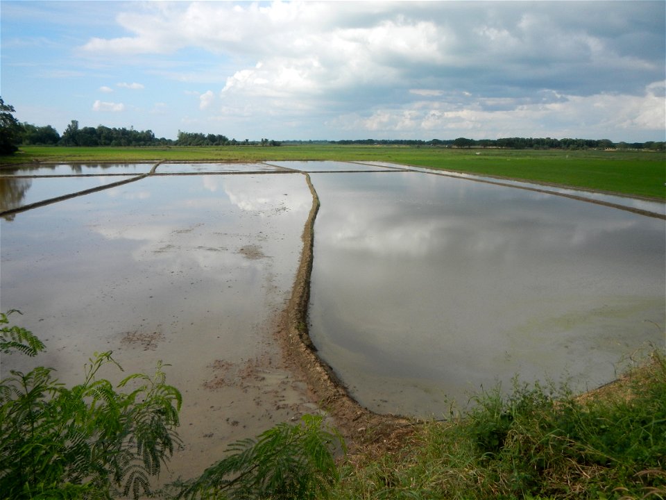 Paddy fields, grasslands, fishponds, irrigation, Kangkung (Ipomoea aquatica) and trees (Lapnit & Calasag, San Ildefonso, Bulacan Farm to Market Road) Barangays  Lapnit 15°4'42"N   120°56'10"E Cala