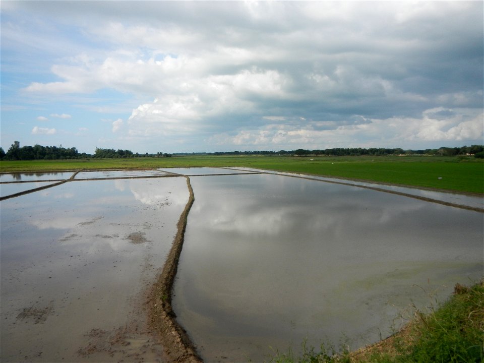 Paddy fields, grasslands, fishponds, irrigation, Kangkung (Ipomoea aquatica) and trees (Lapnit & Calasag, San Ildefonso, Bulacan Farm to Market Road) Barangays  Lapnit 15°4'42"N   120°56'10"E Cala