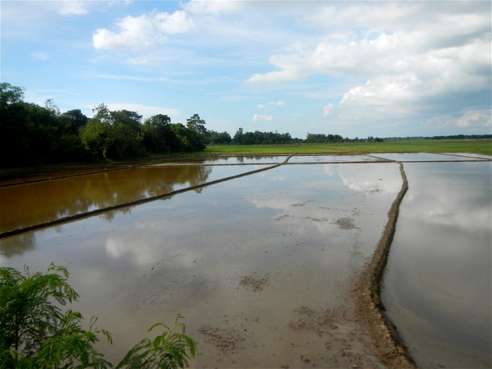 Paddy fields, grasslands, fishponds, irrigation, Kangkung (Ipomoea aquatica) and trees (Lapnit & Calasag, San Ildefonso, Bulacan Farm to Market Road) Barangays  Lapnit 15°4'42"N   120°56'10"E Cala