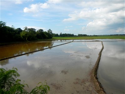 Paddy fields, grasslands, fishponds, irrigation, Kangkung (Ipomoea aquatica) and trees (Lapnit & Calasag, San Ildefonso, Bulacan Farm to Market Road) Barangays  Lapnit 15°4'42"N   120°56'10"E Cala