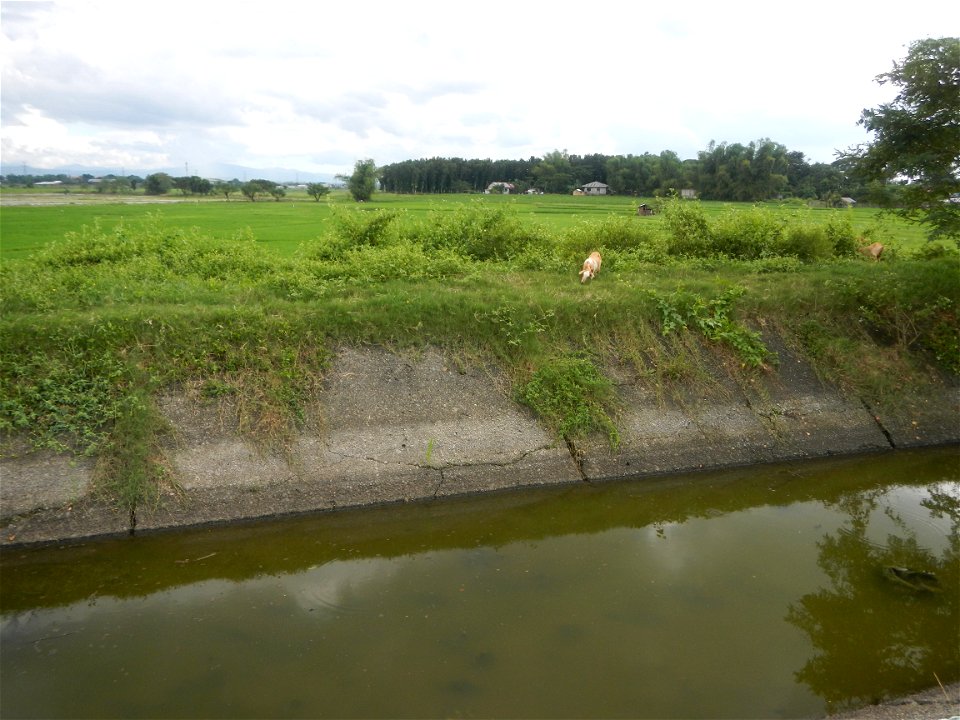 Paddy fields, grasslands, fishponds, irrigation, Kangkung (Ipomoea aquatica) and trees (Lapnit & Calasag, San Ildefonso, Bulacan Farm to Market Road) Barangays  Lapnit 15°4'42"N   120°56'10"E Cala