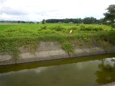Paddy fields, grasslands, fishponds, irrigation, Kangkung (Ipomoea aquatica) and trees (Lapnit & Calasag, San Ildefonso, Bulacan Farm to Market Road) Barangays  Lapnit 15°4'42"N   120°56'10"E Cala