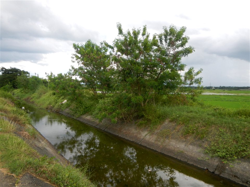 Paddy fields, grasslands, fishponds, irrigation, Kangkung (Ipomoea aquatica) and trees (Lapnit & Calasag, San Ildefonso, Bulacan Farm to Market Road) Barangays  Lapnit 15°4'42"N   120°56'10"E Cala