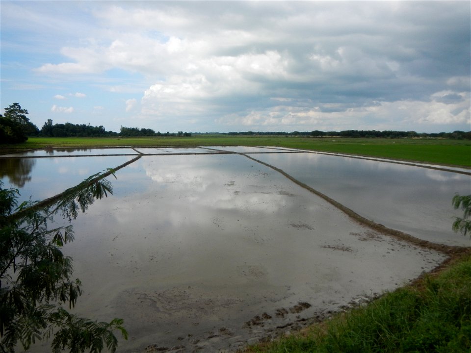 Paddy fields, grasslands, fishponds, irrigation, Kangkung (Ipomoea aquatica) and trees (Lapnit & Calasag, San Ildefonso, Bulacan Farm to Market Road) Barangays  Lapnit 15°4'42"N   120°56'10"E Cala