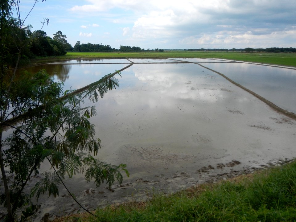 Paddy fields, grasslands, fishponds, irrigation, Kangkung (Ipomoea aquatica) and trees (Lapnit & Calasag, San Ildefonso, Bulacan Farm to Market Road) Barangays  Lapnit 15°4'42"N   120°56'10"E Cala