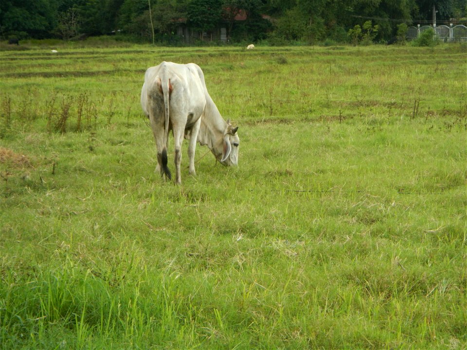 Paddy fields, grasslands, fishponds, irrigation, Kangkung (Ipomoea aquatica) and trees (Lapnit & Calasag, San Ildefonso, Bulacan Farm to Market Road) Barangays  Lapnit 15°4'42"N   120°56'10"E Cala