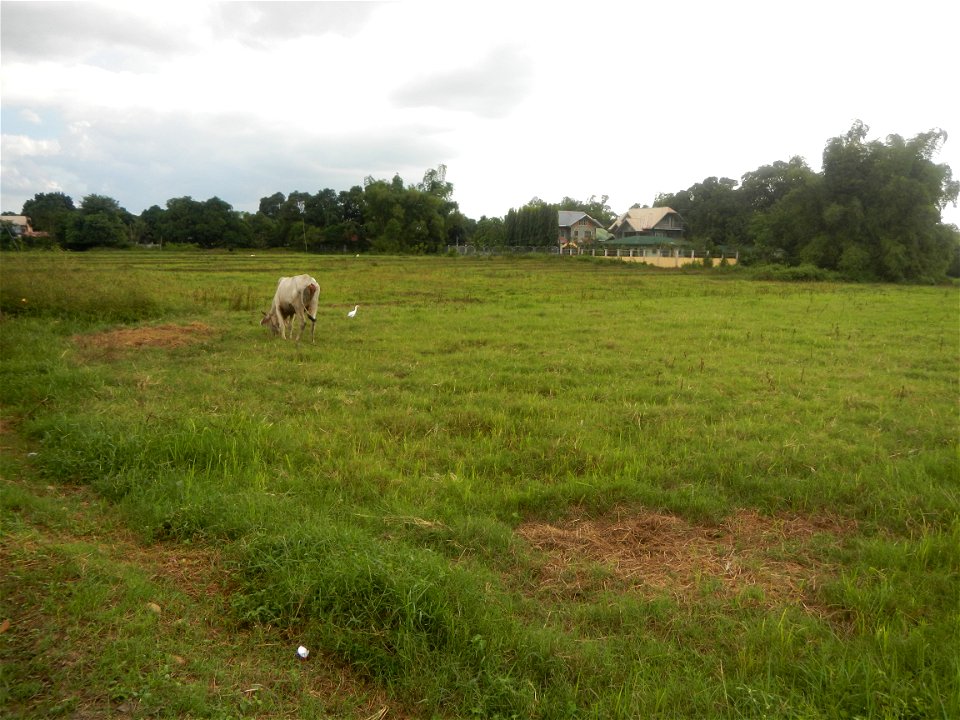 Paddy fields, grasslands, fishponds, irrigation, Kangkung (Ipomoea aquatica) and trees (Lapnit & Calasag, San Ildefonso, Bulacan Farm to Market Road) Barangays  Lapnit 15°4'42"N   120°56'10"E Cala