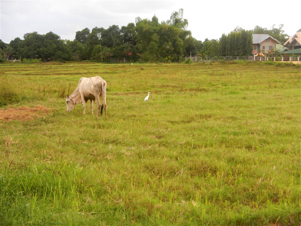 Paddy fields, grasslands, fishponds, irrigation, Kangkung (Ipomoea aquatica) and trees (Lapnit & Calasag, San Ildefonso, Bulacan Farm to Market Road) Barangays  Lapnit 15°4'42"N   120°56'10"E Cala
