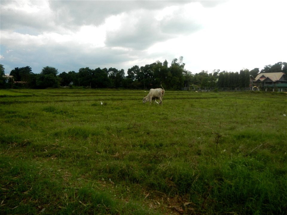 Paddy fields, grasslands, fishponds, irrigation, Kangkung (Ipomoea aquatica) and trees (Lapnit & Calasag, San Ildefonso, Bulacan Farm to Market Road) Barangays  Lapnit 15°4'42"N   120°56'10"E Cala